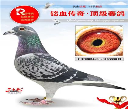 ��������Ż�Ѫ