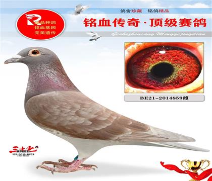 �ú�Ż�Ѫ�������ھ�