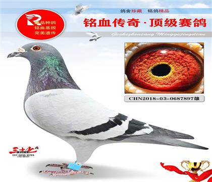 ���Թ���ھ��������ָ�