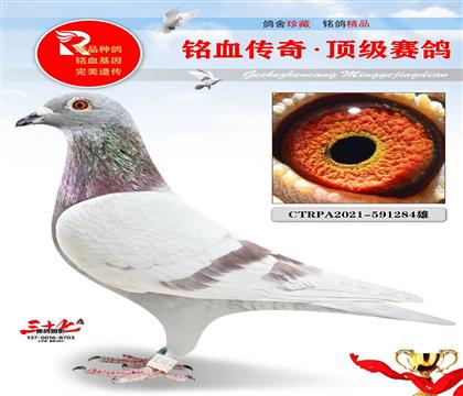 ̨�����¡������Ѫ