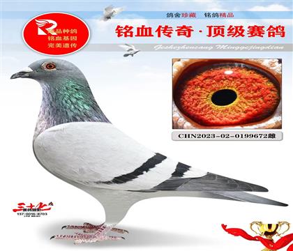 ��Ӯ500�š���ʵս����