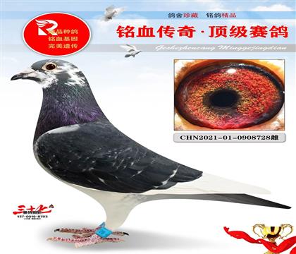 �϶฻�ܼ��塢ʵս