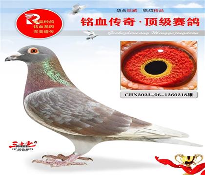 �ٶȴ��桤���ĸ