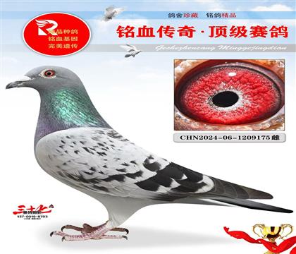 �ٶȴ��桤���ĸ