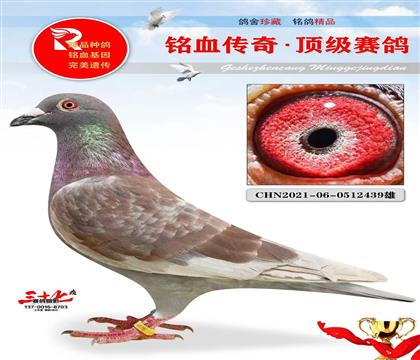 �������ս���� ���ھ�ƽ��