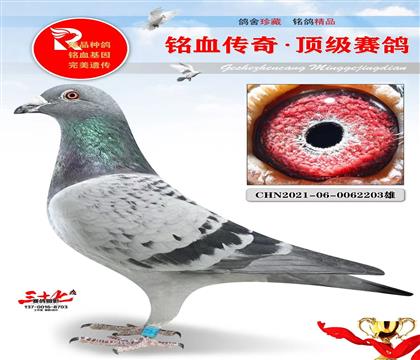 �ٶȴ������ֱ��