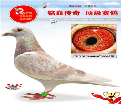 �ٶȴ��桤���ĸ