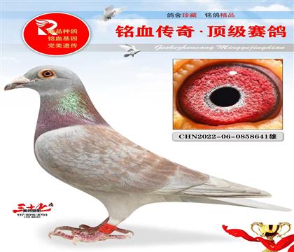 �����̡������ܹھ�ֱ��