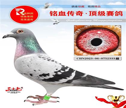 �ٶȴ����ѪֱŮ