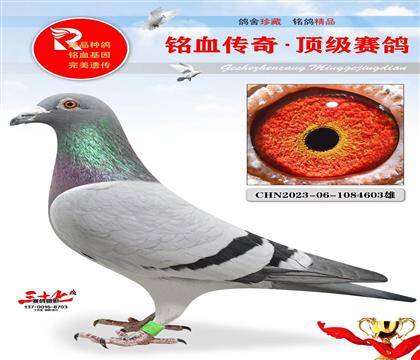 ղ��˹��Ѫ���������Ѫϵ