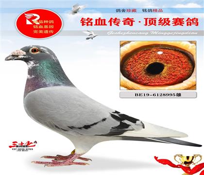 �ھ�Ӣ��˹�������������