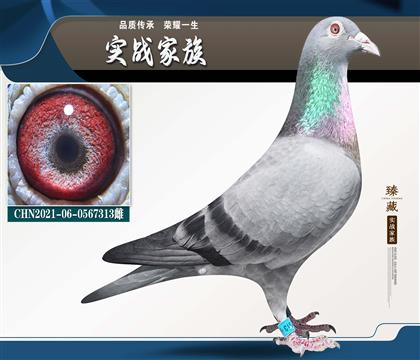 ��Ƭ-����ϵ