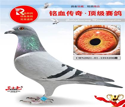 ��̩�λ�4177���ܹھ��������