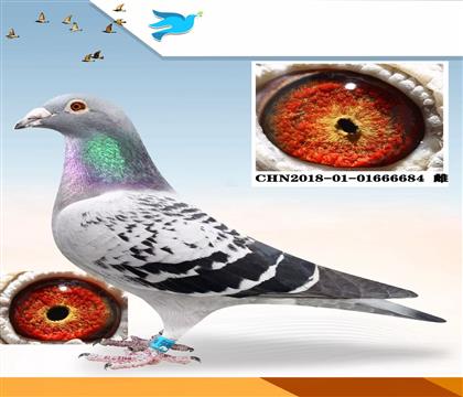 ���۽�ĸ�����������λ