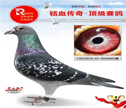 �꽨�������6����Ұ��С��