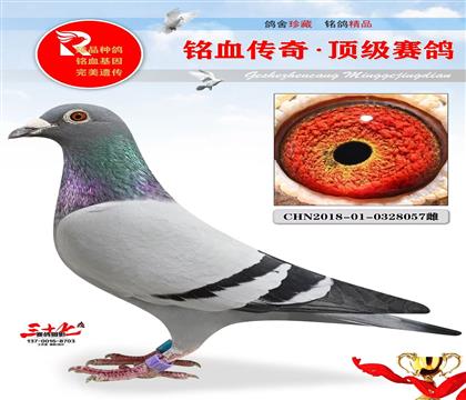 ���ǡ����Ρ�ֱŮ