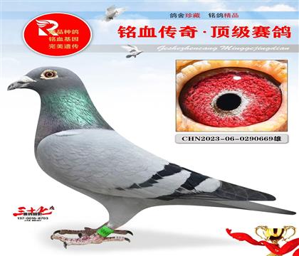 ������˿˿��