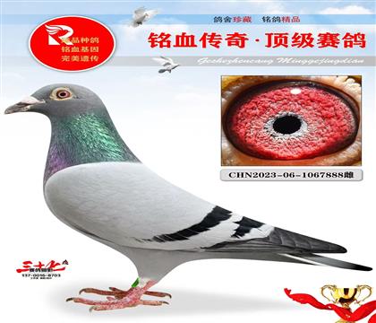 ����ԭ�ᡤ��������Ǿ�