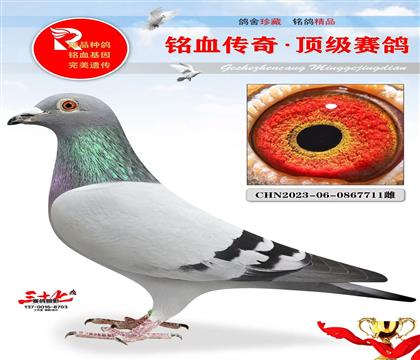 �������ĸ�ӻ�Ѫ