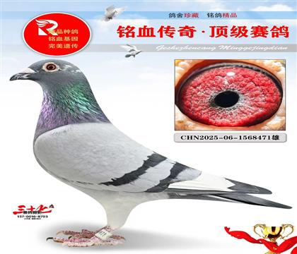 �ھ�Ӣ��˹����������Ǿ�