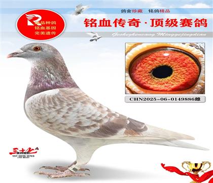 �ٶȴ��桤���ĸ