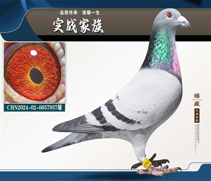 ��ɽ������� �������� ������