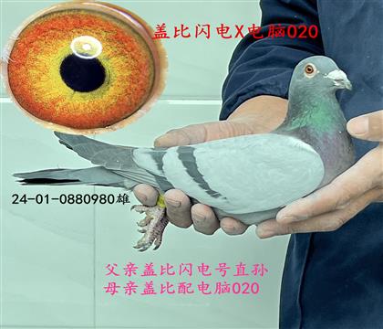 �Ǳ�X����