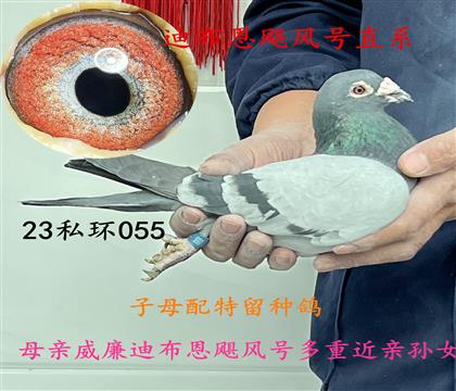 ��ĸ�������ָ�