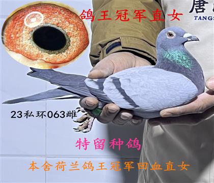 �����ھ�ֱŮ