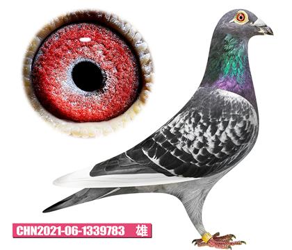 凡戴克-无敌王子783