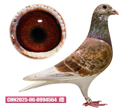 范登布克-好红公主564