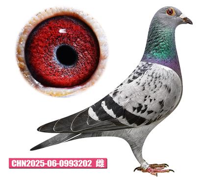 考夫曼-艾玛文佳人202