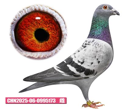 兰布瑞契-维纳女神173