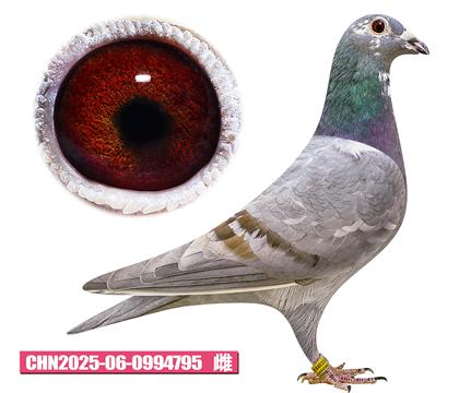 凡文克-最爱小姐795