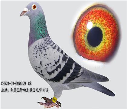 ����X�����޵�X���ǲ���