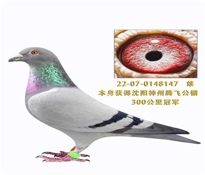 300����ھ�