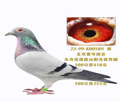 ����Ҽ����ɽ��������������