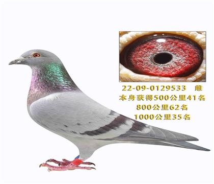 ��������Ϻ���1000����35��