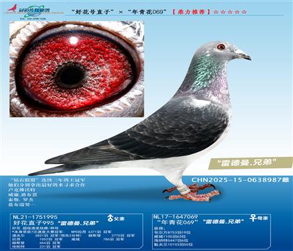 �׵����ֵܡ��û���ֱ�ӡ��������໨069��