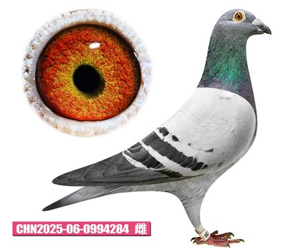 ��˹��-���Ҽ���284