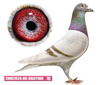 ���ǲ���-����ú�108