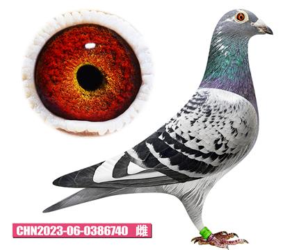 ������-�Ͽ�Ů��740