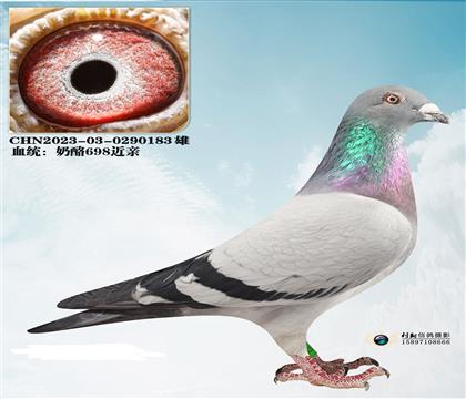 ����������698����183