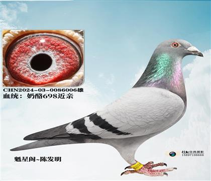 �����Ѹ��᣺�����ɶ���ֱ��006