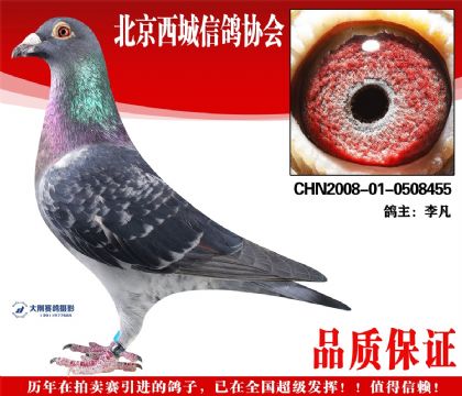 ���08-01-0508455