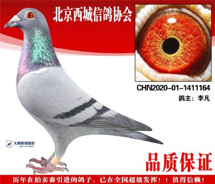 ���20-01-1411164