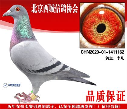 ���20-01-1411162