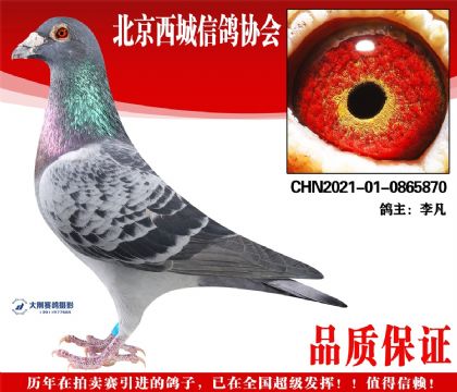 ���21-01-0865870