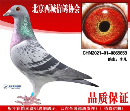 ���21-01-0865859