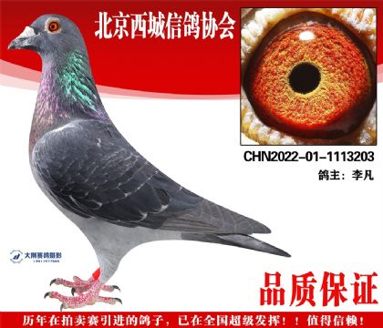 ���22-01-1113203